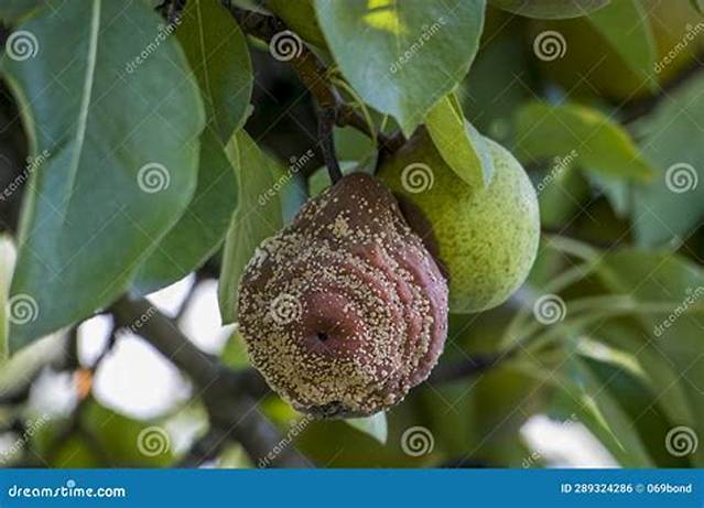 Pomme Qui Pourrissent Sur L’arbre?