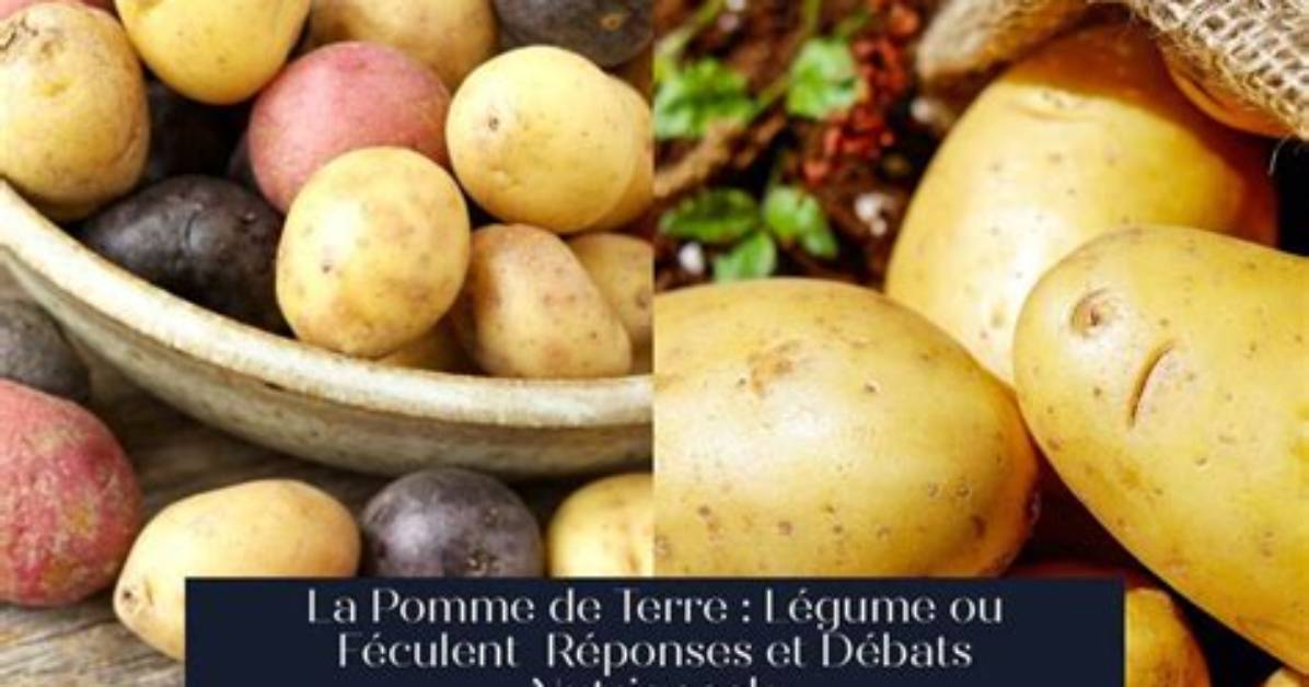 Pomme Terre Legume Ou Feculent?