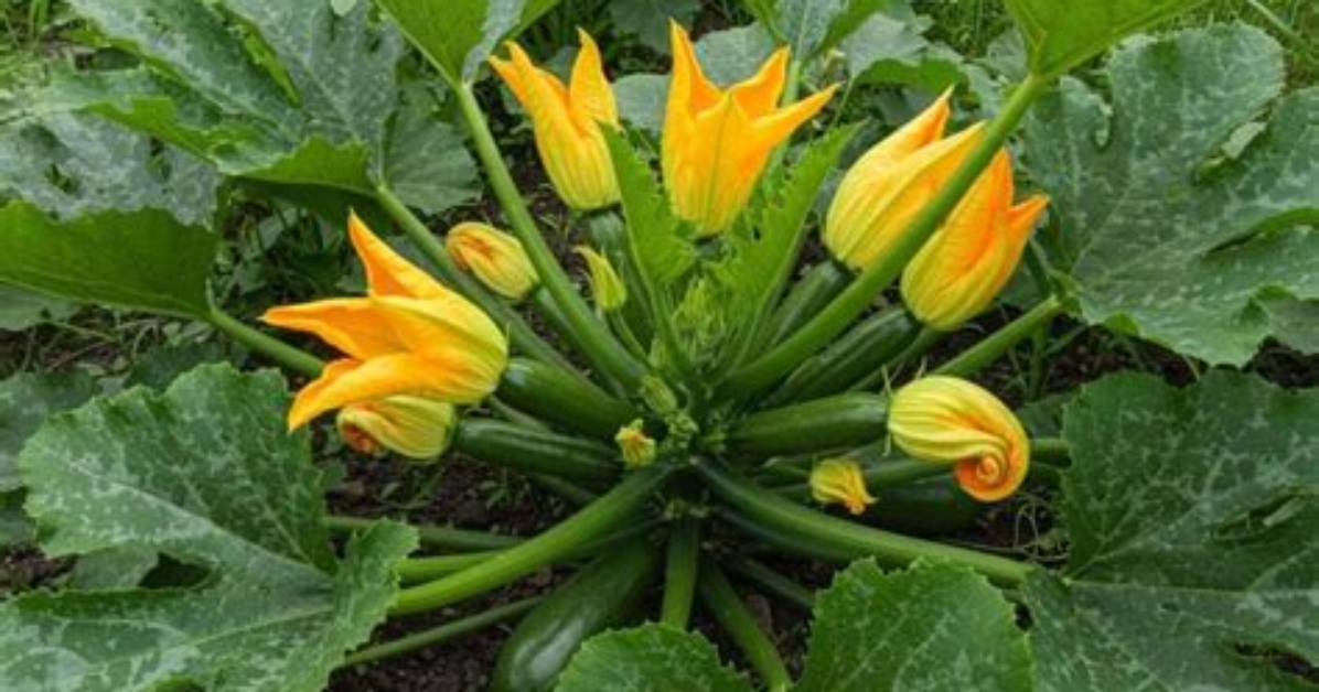 Pourquoi Les Fleurs De Courgettes Ne Donnent Pas De Fruits?
