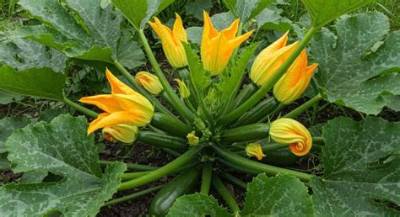 Pourquoi Les Fleurs De Courgettes Ne Donnent Pas De Fruits?
