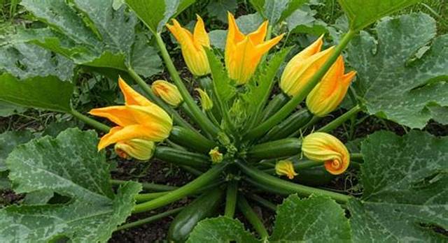 Pourquoi Les Fleurs De Courgettes Ne Donnent Pas De Fruits?