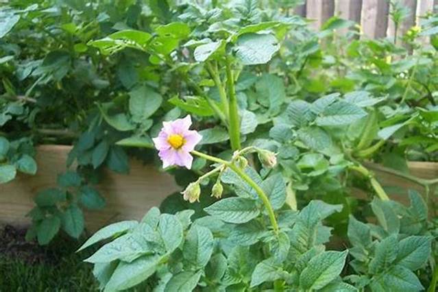 Pourquoi Les Pomme De Terre Ne Fleurissent Pas?
