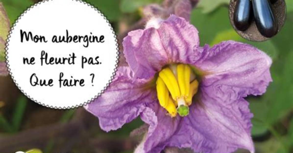 Pourquoi Mes Aubergines Ne Font Pas De Fruits?