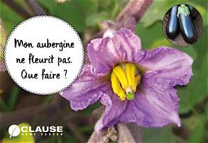 Pourquoi Mes Aubergines Ne Font Pas De Fruits?