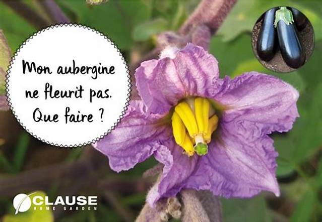 Pourquoi Mes Aubergines Ne Font Pas De Fruits?