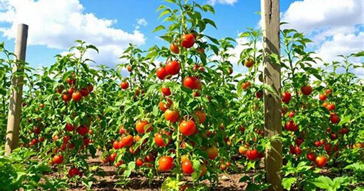Pourquoi Mes Pieds De Tomates N’ont Pas De Fruits?