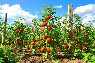 Pourquoi Mes Pieds De Tomates N’ont Pas De Fruits?