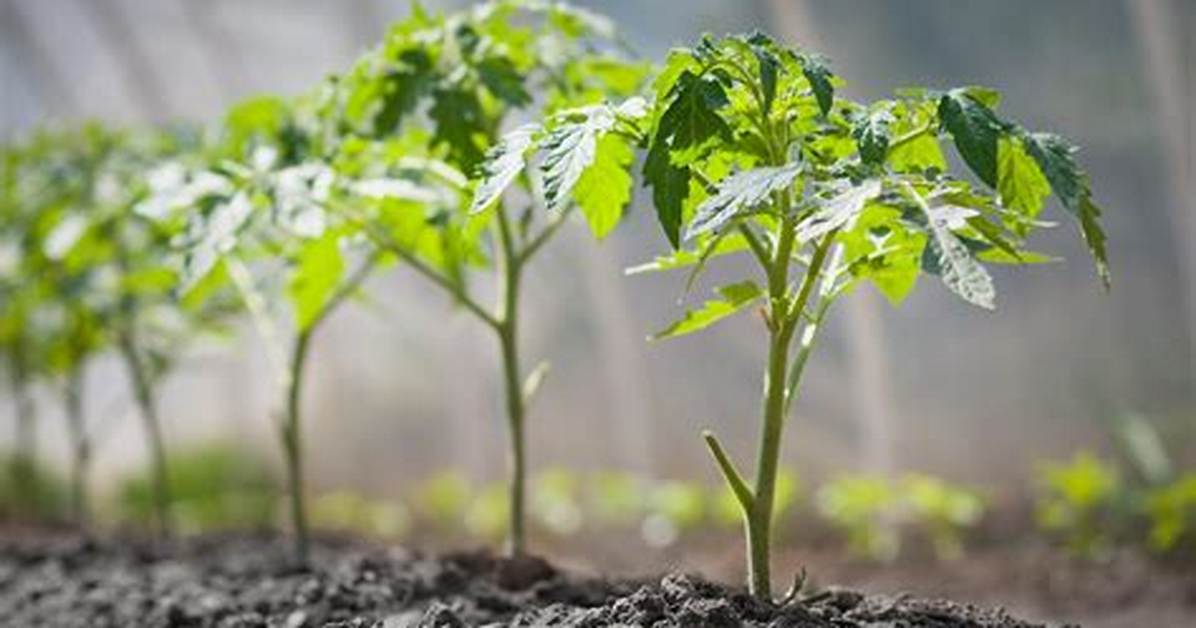 Pourquoi Mes Plants De Tomates Ne Font Pas De Fruits?