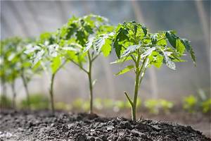 Pourquoi Mes Plants De Tomates Ne Font Pas De Fruits?
