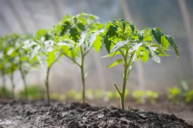 Pourquoi Mes Plants De Tomates Ne Font Pas De Fruits?