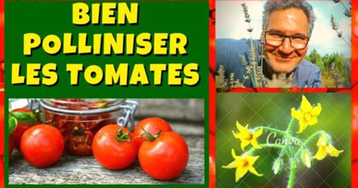 Pourquoi Mes Tomates Ne Donnent Pas De Fruits?