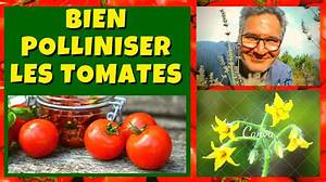Pourquoi Mes Tomates Ne Font Pas De Fruits?
