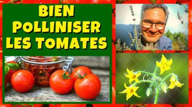 Pourquoi Mes Tomates Ne Font Pas De Fruits?