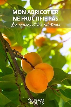 Pourquoi Mon Abricotier Ne Donne Pas De Fruits?
