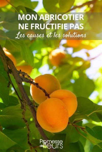 Pourquoi Mon Abricotier Ne Donne Pas De Fruits?