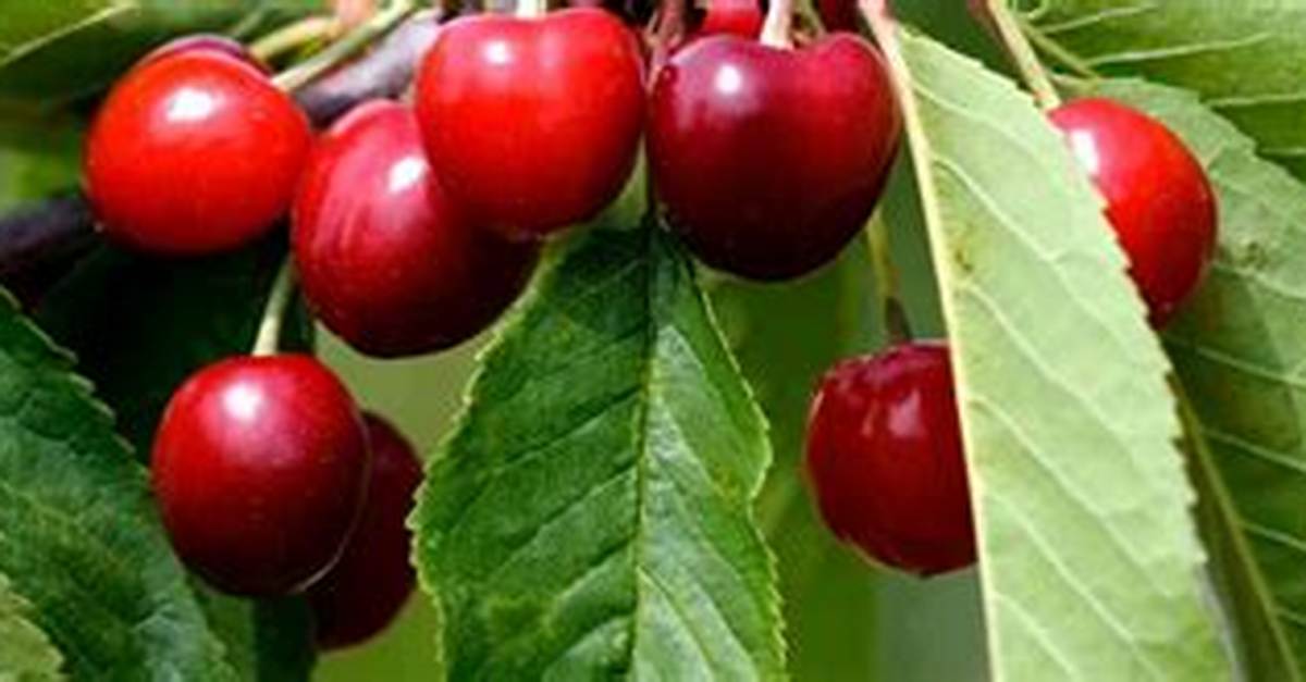 Pourquoi Mon Cerisier Ne Donne Pas Fruits?