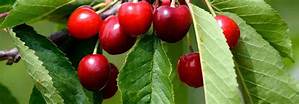 Pourquoi Mon Cerisier Ne Donne Pas Fruits?