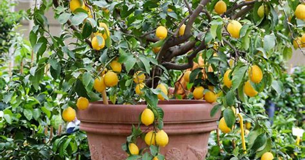 Pourquoi Mon Citronnier Ne Fait Pas De Fruits?