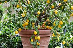 Pourquoi Mon Citronnier Ne Fait Pas De Fruits?