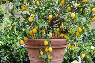Pourquoi Mon Citronnier Ne Fait Pas De Fruits?