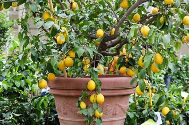 Pourquoi Mon Citronnier Ne Fait Pas De Fruits?