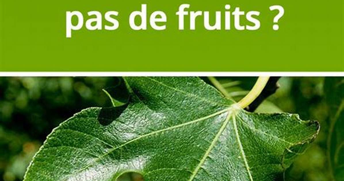 Pourquoi Mon Figuier Ne Fait Pas De Fruits?