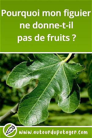 Pourquoi Mon Figuier Ne Fait Pas De Fruits?