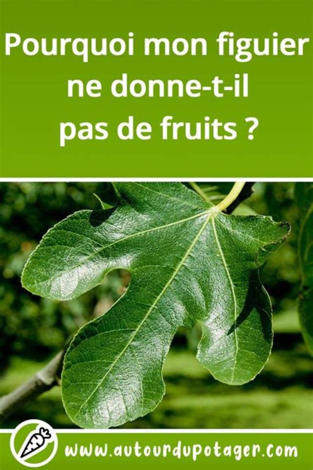 Pourquoi Mon Figuier Ne Fait Pas De Fruits?