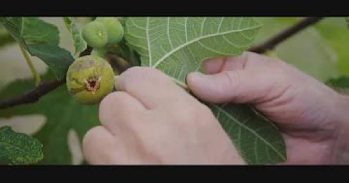 Pourquoi Mon Figuier Perd Ses Fruits?