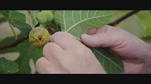 Pourquoi Mon Figuier Perd Ses Fruits?