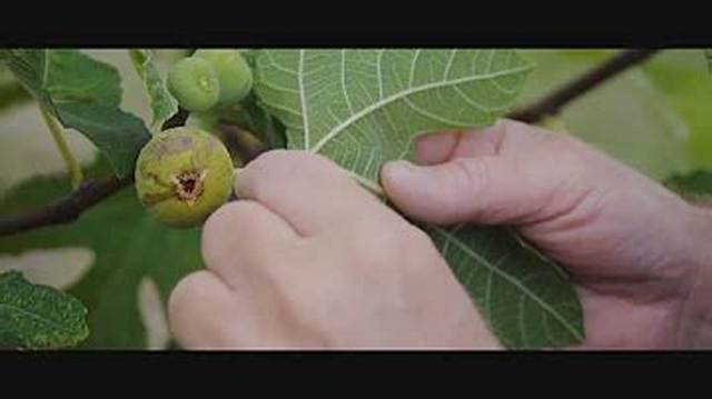 Pourquoi Mon Figuier Perd Ses Fruits?