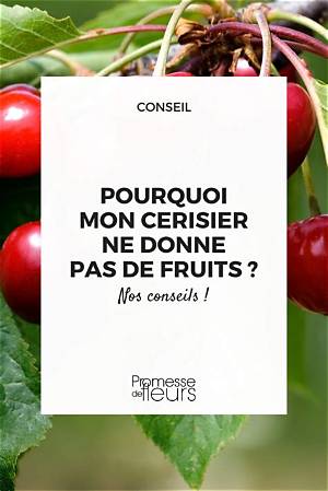 Pourquoi Mon Groseiller Ne Donne Pas De Fruits?