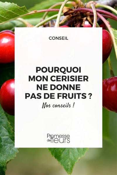 Pourquoi Mon Groseiller Ne Donne Pas De Fruits?