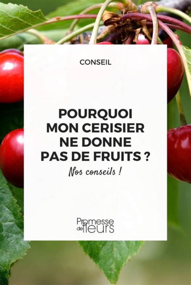 Pourquoi Mon Groseiller Ne Donne Pas De Fruits?