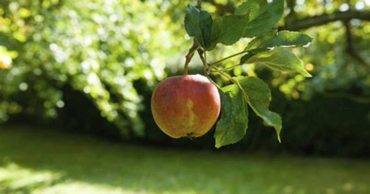 Pourquoi Mon Mirabellier Ne Donne Pas De Fruits?