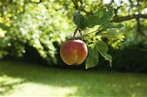 Pourquoi Mon Mirabellier Ne Donne Pas De Fruits?