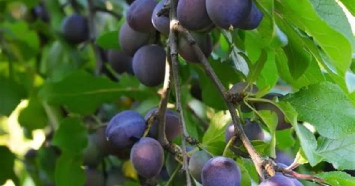 Pourquoi Mon Prunier Ne Donne Pas De Fruits?