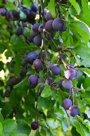 Pourquoi Mon Prunier Ne Donne Pas De Fruits?