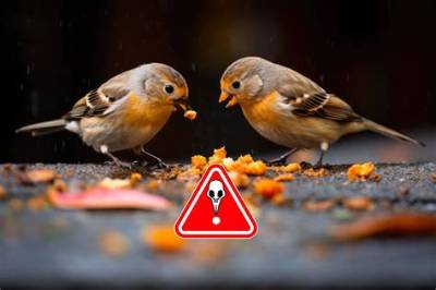 Pourquoi Ne Pas Donner De Pomme De Terre Aux Chiens?