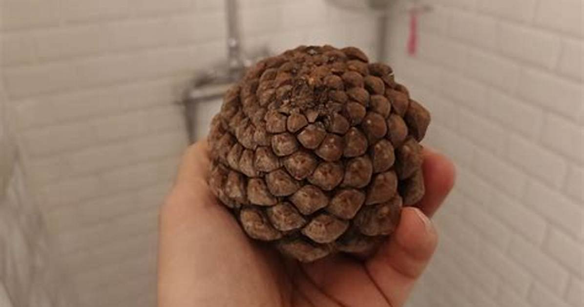 Pourquoi Pomme De Pin Se Referme?