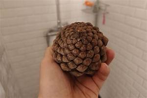 Pourquoi Pomme De Pin Se Referme?