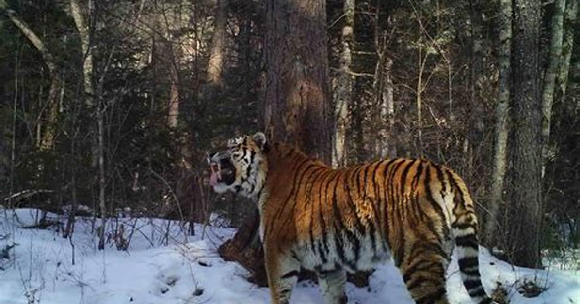 Protecting Tigers in the Russian Far East, Zheny Stoma Is a “Ranger’s Ranger” | Blog | Nature