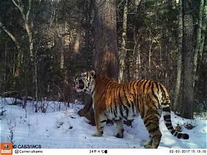 Protecting Tigers in the Russian Far East, Zheny Stoma Is a “Ranger’s Ranger” | Blog | Nature