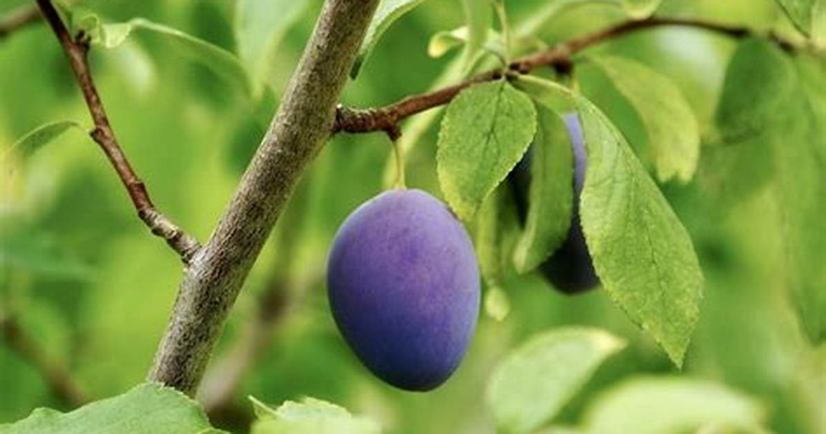 Prunier Combien De Temps Pour Avoir Des Fruits?