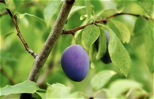 Prunier Combien De Temps Pour Avoir Des Fruits?