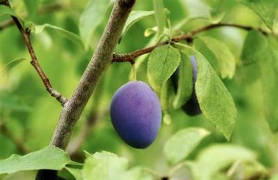 Prunier Combien De Temps Pour Avoir Des Fruits?