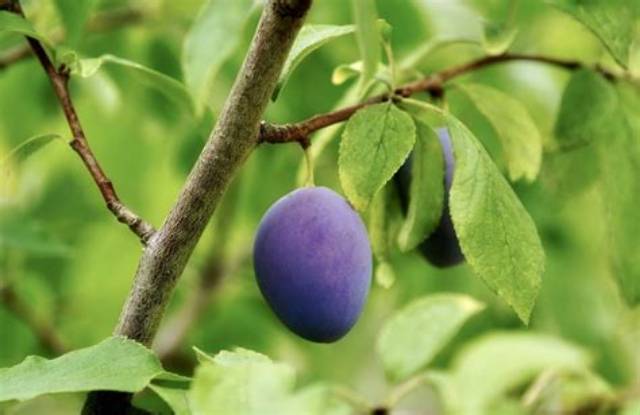 Prunier Combien De Temps Pour Avoir Des Fruits?