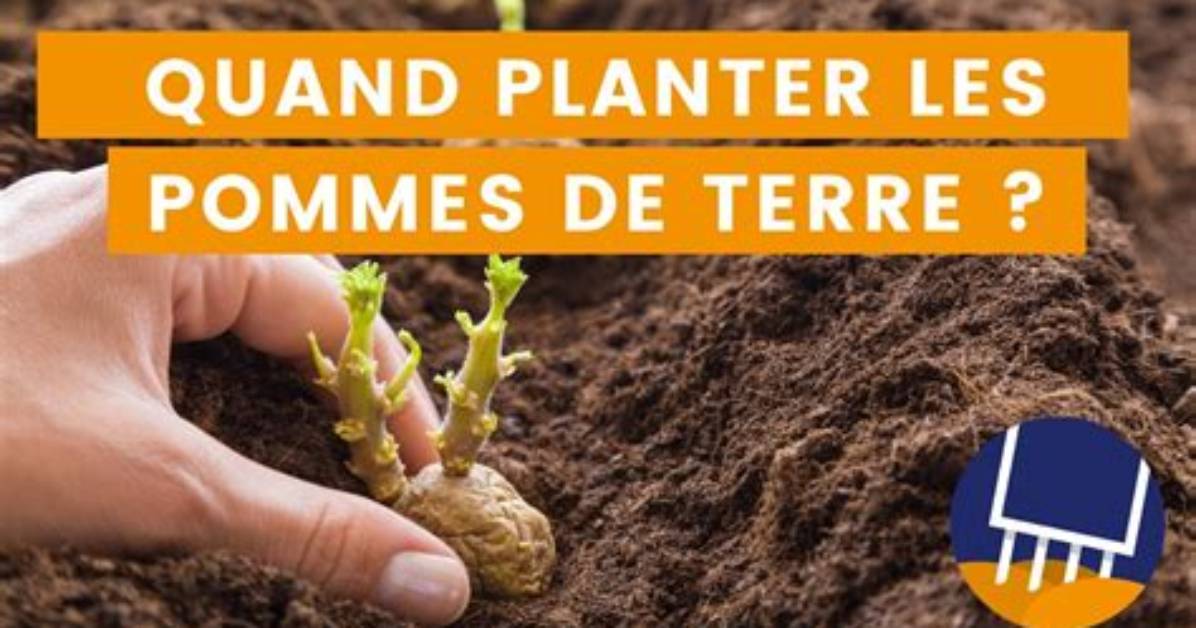 Quand Acheter Les Plants De Pomme De Terre?