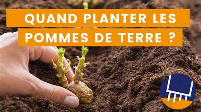 Quand Acheter Les Plants De Pomme De Terre?