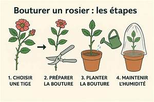 Quand Bouturer Un Rosier Avec Une Pomme De Terre?